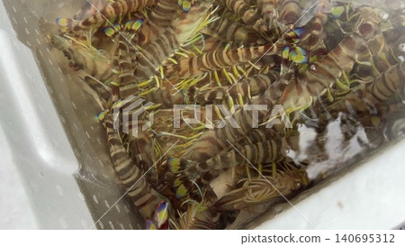 Live kuruma prawns in water Live kuruma prawns in water 140695312