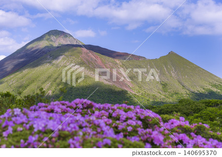 Miyama Kirishima azaleas bloom in the Kirishima mountain range Miyama Kirishima azaleas bloom in the Kirishima mountain range 140695370