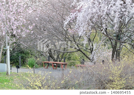 Cherry blossoms: A spring landscape woven from pale pink blossoms and delicate branches (Higashiyama Zoo and Botanical Gardens, Nagoya City, Aichi Prefecture) Cherry blossoms: A spring landscape woven from pale pink blossoms and delicate branches (Higashiyama Zoo and Botanical Gardens, Nagoya City, Aichi Prefecture) 140695455