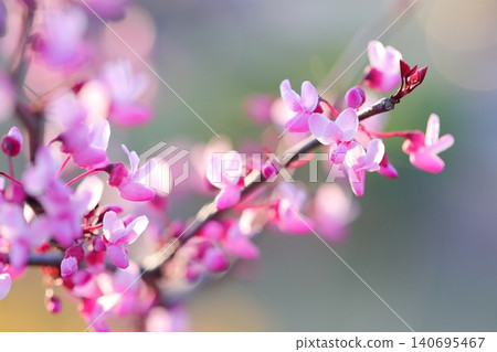 The petals of the Judas tree against a beautifully blurred background. The petals of the Judas tree against a beautifully blurred background. 140695467