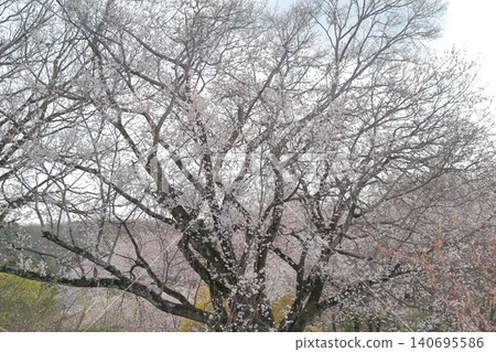 Cherry blossoms: A spring landscape woven from pale pink blossoms and delicate branches (Higashiyama Zoo and Botanical Gardens, Nagoya City, Aichi Prefecture) Cherry blossoms: A spring landscape woven from pale pink blossoms and delicate branches (Higashiyama Zoo and Botanical Gardens, Nagoya City, Aichi Prefecture) 140695586