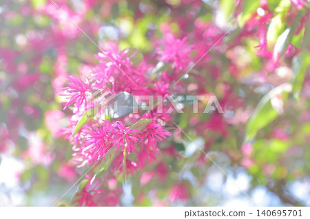 紅花繼木:花瓣形狀獨特(愛知縣名古屋市東山動物園和植物園) 紅花繼木:花瓣形狀獨特(愛知縣名古屋市東山動物園和植物園) 140695701