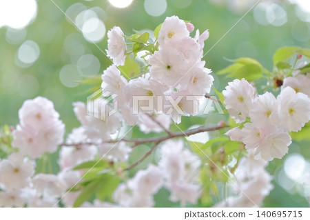 Beautiful double-flowered cherry blossoms with large, fluffy blooms (Higashiyama Zoo and Botanical Gardens, Nagoya City, Aichi Prefecture) Beautiful double-flowered cherry blossoms with large, fluffy blooms (Higashiyama Zoo and Botanical Gardens, Nagoya City, Aichi Prefecture) 140695715
