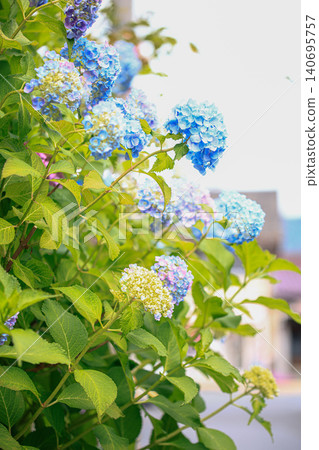 Hydrangea flowering on the roadside Hydrangea flowering on the roadside 140695757