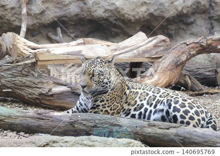A jaguar with beautiful fur (Higashiyama Zoo and Botanical Gardens, Nagoya City, Aichi Prefecture) A jaguar with beautiful fur (Higashiyama Zoo and Botanical Gardens, Nagoya City, Aichi Prefecture) 140695769