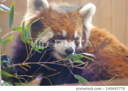 Red panda (Higashiyama Zoo and Botanical Gardens, Nagoya City, Aichi Prefecture) Red panda (Higashiyama Zoo and Botanical Gardens, Nagoya City, Aichi Prefecture) 140695770