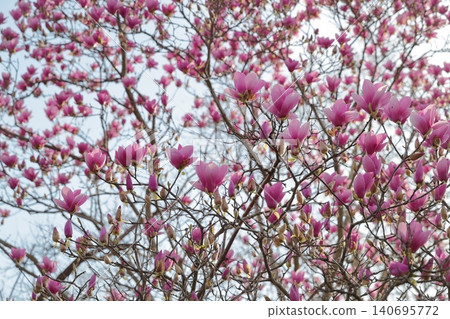 Countless purple flower spikes reach towards the sky (Magnolia, Higashiyama Zoo and Botanical Gardens, Nagoya City, Aichi Prefecture) Countless purple flower spikes reach towards the sky (Magnolia, Higashiyama Zoo and Botanical Gardens, Nagoya City, Aichi Prefecture) 140695772