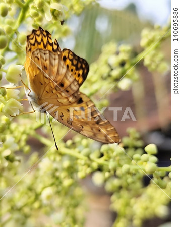 Yellow butterfly perched on longan tree flower Yellow butterfly perched on longan tree flower 140695886