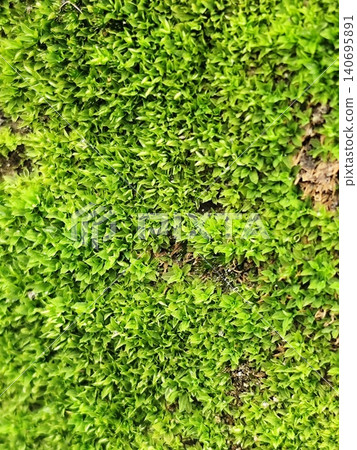 brick wall covered in moss brick wall covered in moss 140695891