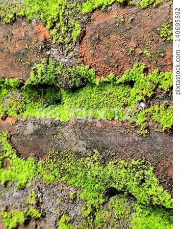 brick wall covered in moss brick wall covered in moss 140695892