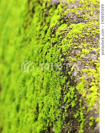 brick wall covered in moss brick wall covered in moss 140695899
