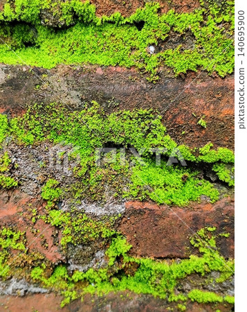 brick wall covered in moss 140695900