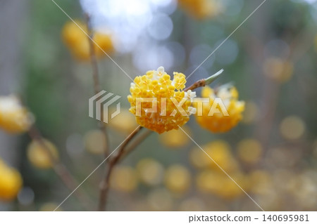 三股花:一種外形獨特的球形植物,也是日本紙(和紙)的原料。 三股花:一種外形獨特的球形植物,也是日本紙(和紙)的原料。 140695981