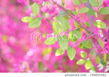 紅花繼木:花瓣形狀獨特。 紅花繼木:花瓣形狀獨特。 140695982