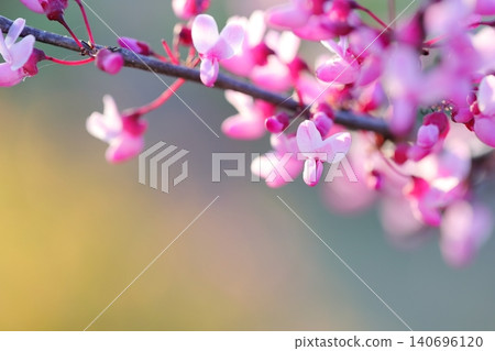The petals of the Judas tree against a beautifully blurred background. The petals of the Judas tree against a beautifully blurred background. 140696120