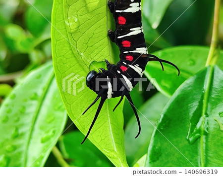 big black caterpillar hanging from the leaf big black caterpillar hanging from the leaf 140696319