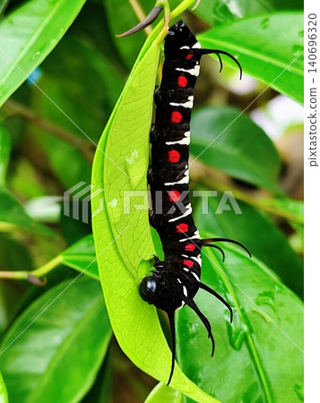 big black caterpillar hanging from the leaf big black caterpillar hanging from the leaf 140696320