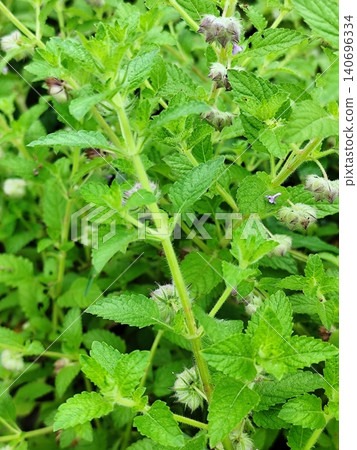 Fresh green wild mint plants growing in the yard Fresh green wild mint plants growing in the yard 140696334