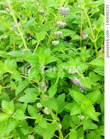 Fresh green wild mint plants growing in the yard Fresh green wild mint plants growing in the yard 140696335