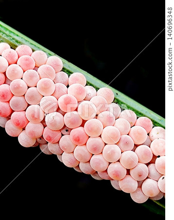 close up photo of snail eggs stuck to rice leaves 140696348