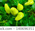 fresh yellow chili on the tree 140696351