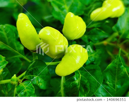 fresh yellow chili on the tree fresh yellow chili on the tree 140696351