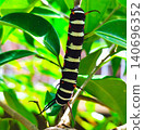 big black caterpillar hanging from the leaf 140696352
