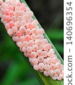 close up photo of snail eggs stuck to rice leaves 140696354