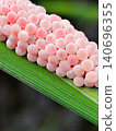 close up photo of snail eggs stuck to rice leaves 140696355