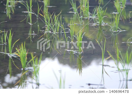 Fresh green reflected in the rice paddies Fresh green reflected in the rice paddies 140696478