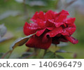A red rose after the rain 140696479