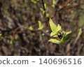First green leaves close-up. Spring Theme 140696516