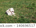 Dog on the grass. Abandoned pets 140696517