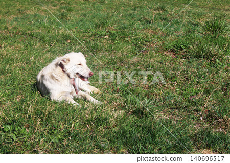 Dog on the grass. Abandoned pets 140696517