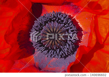 blossom of a red poppy blossom of a red poppy 140696602
