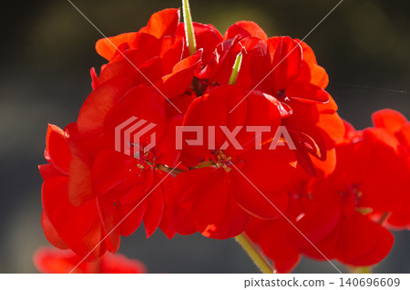 Red blossom of a Pelargonium Red blossom of a Pelargonium 140696609