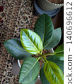 Young leaves of Altissima 140696612