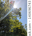 trees in the sun 140696743