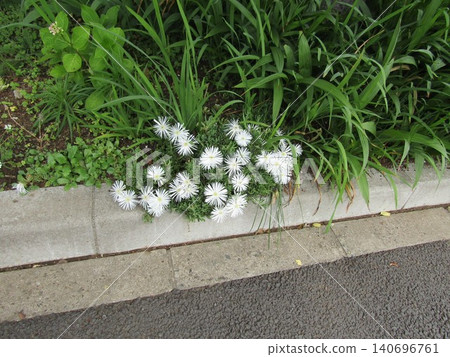 菠蘿鈕扣白花 菠蘿鈕扣白花 140696761