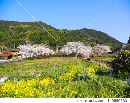 Cherry blossoms, rapeseed flowers, and mountains 140696780