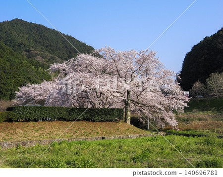 櫻花的風景 140696781