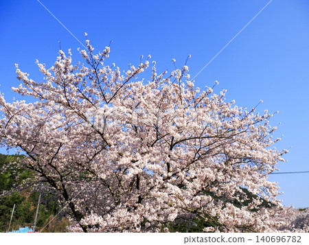 櫻花的風景 櫻花的風景 140696782