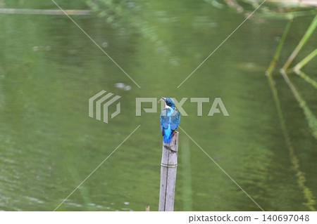 Kingfisher Kingfisher 140697048