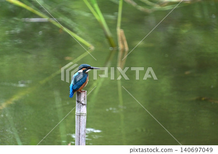 Kingfisher Kingfisher 140697049