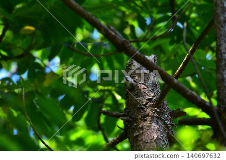 Japanese Pygmy Woodpecker Raising its Feeding Japanese Pygmy Woodpecker Raising its Feeding 140697632