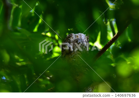 Japanese Pygmy Woodpecker Raising its Feeding Japanese Pygmy Woodpecker Raising its Feeding 140697636
