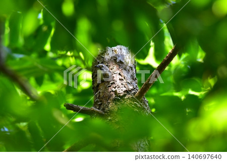 Japanese Pygmy Woodpecker Raising its Feeding Japanese Pygmy Woodpecker Raising its Feeding 140697640