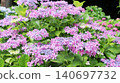 Hydrangea flowers in full bloom during the rainy season 140697732