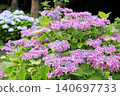 The pale purple hydrangea flowers in full bloom during the rainy season. 140697733