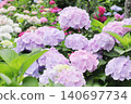 Light purple hydrangea flowers in full bloom in the rainy season 140697734